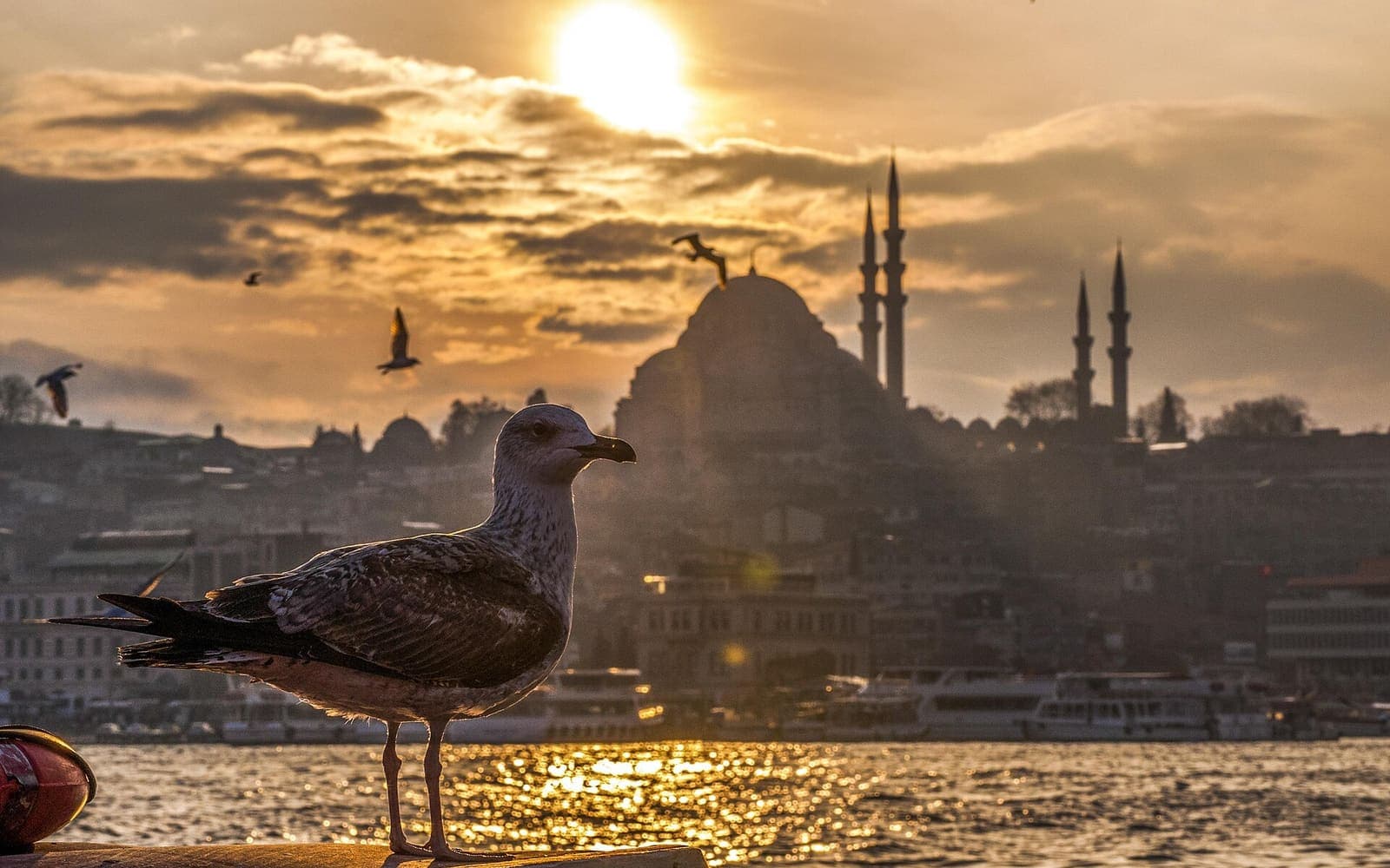 A seagull against the Istanbul skyline